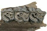 Fossil Woolly Rhino (Coelodonta) Maxilla Section - Siberia #225188-2